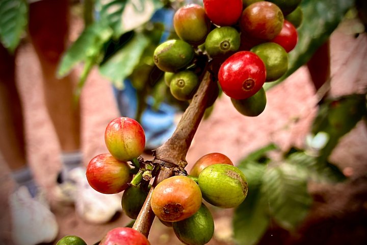 Materuni Waterfalls Hiking & Coffee Farms - Tuk Tuk Experiences