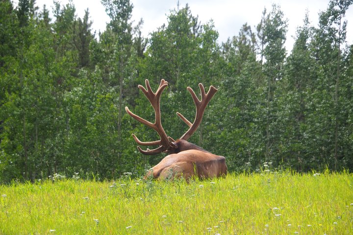 Arctic Day: Yukon Wildlife & Hot Springs Tour | half day