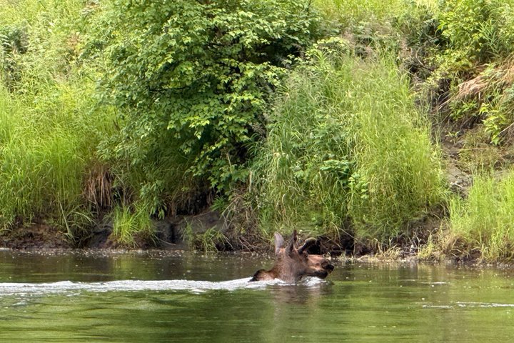 Guided Fishing Adventure On The Chena River By Boat