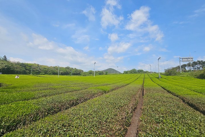 Jeju South-West Essentials: Hallasan & Signature Highlights