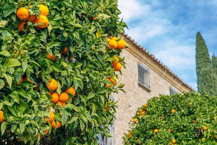 Hello Ubeda: Private 2-Hour Intro City Walk with Local Guide