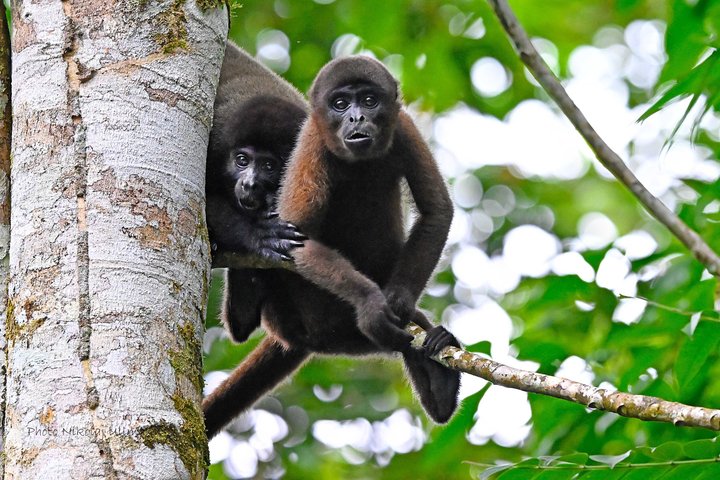 360° Jungle Day Tour Expedition Amazonia Ecuador rainforest