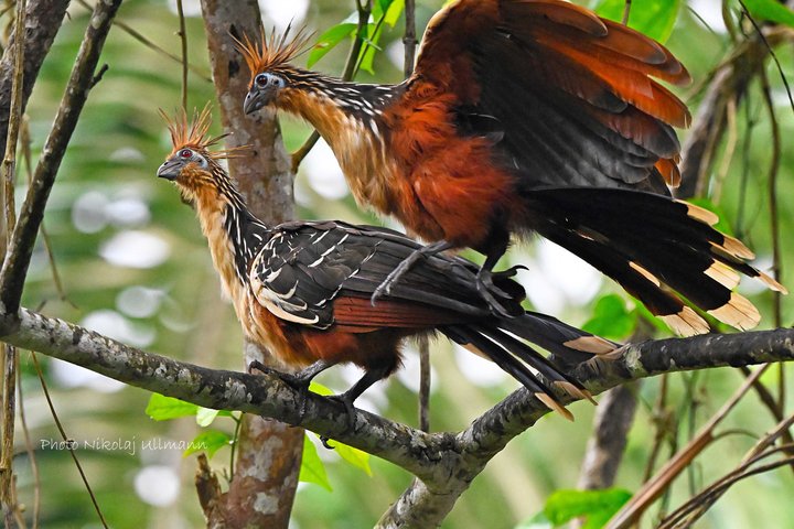 360° Jungle Day Tour Expedition Amazonia Ecuador rainforest