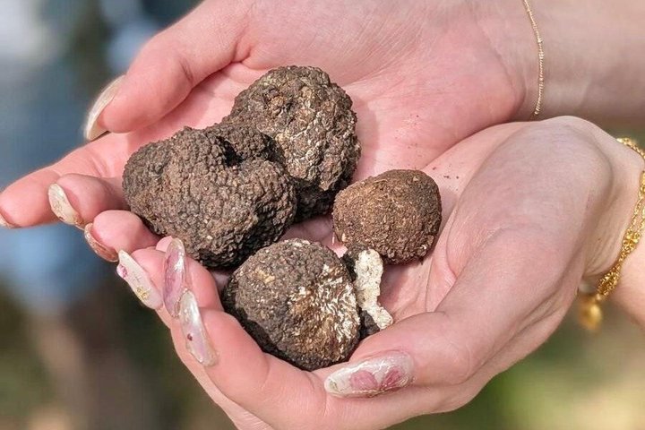 Truffle hunting with tasting in the woods