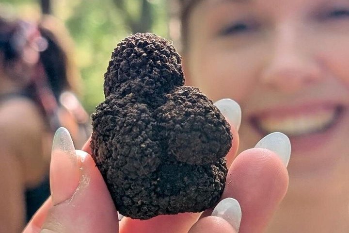 Truffle hunting with tasting in the woods