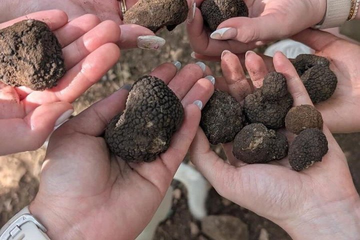 Truffle hunting with tasting in the woods