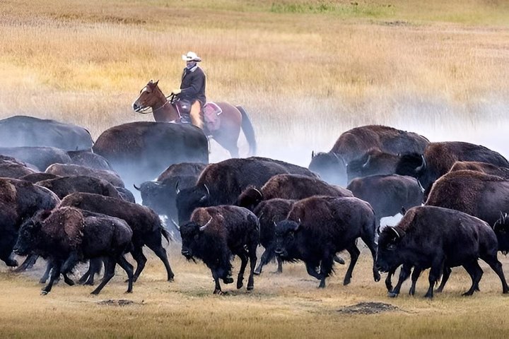 2026 - Sept 25th - Custer Buffalo Roundup and Corrals