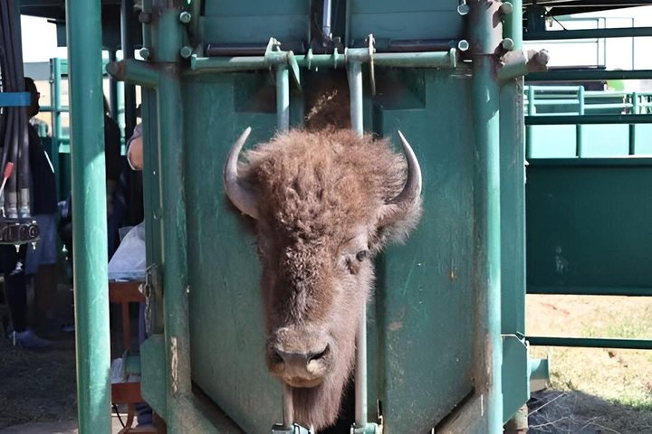 2026 - Sept 25th - Custer Buffalo Roundup and Corrals