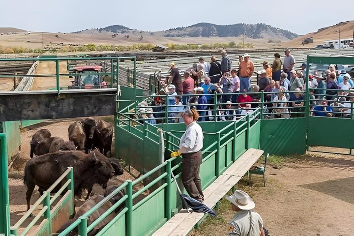 2026 - Sept 25th - Custer Buffalo Roundup and Corrals