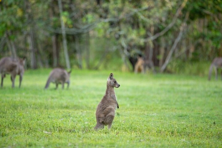 Gold Coast Day Tour From Brisbane