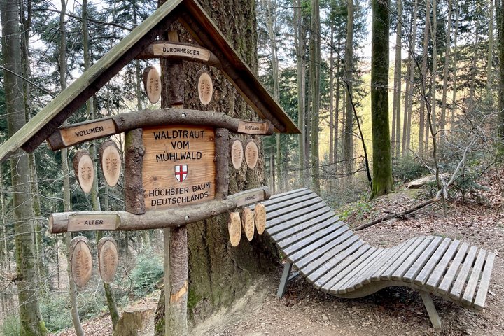 Private Old Town guided tour with native Freiburger approx. 90 min