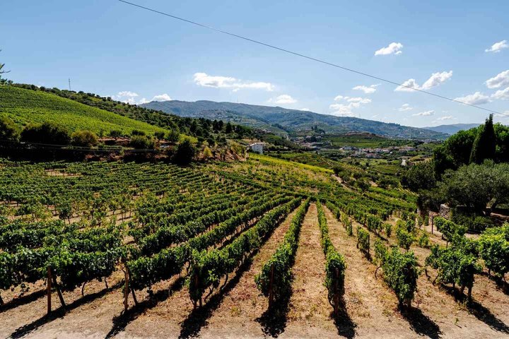 Douro Valley Lunch at Quinta dos Novais with Wine Pairings