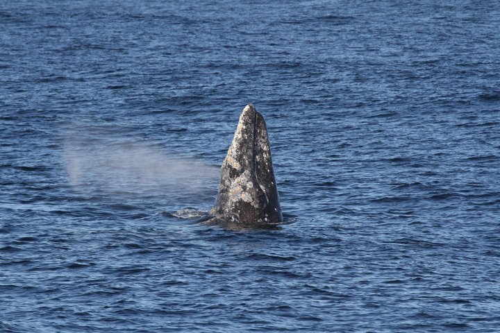 San Diego Whale/Dolphin Watching Cruise Aboard Luxury Vessel