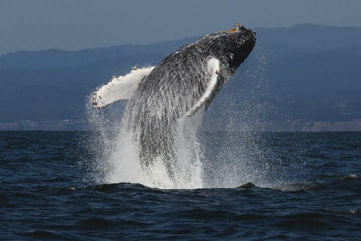 San Diego Whale/Dolphin Watching Cruise Aboard Luxury Vessel