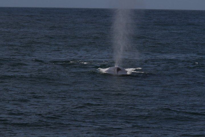 San Diego Whale/Dolphin Watching Cruise Aboard Luxury Vessel