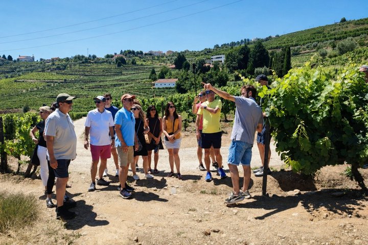 Douro Valley Small-Group Wine Tour: 2 Wineries, Cruise & Lunch
