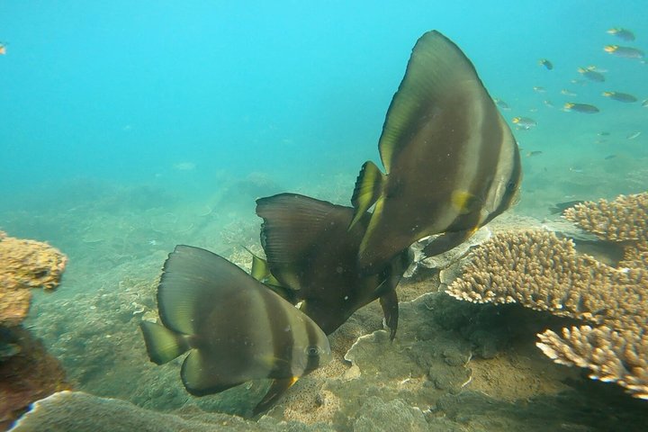 Magnetic Island Snorkel Jet Ski Tour
