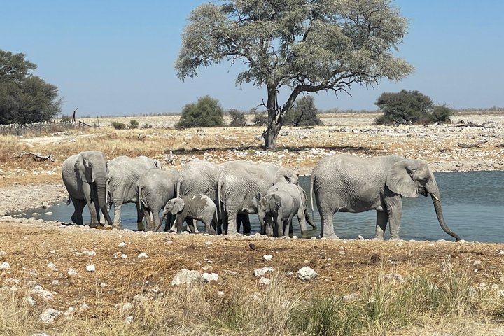 3 Days Etosha National Park Safaris
