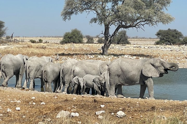 3 Days Etosha National Park Safaris