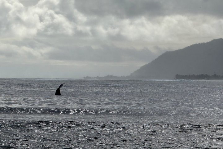 Tahiti, 4h30 Guided Tour, East and West Coast of Tahiti Nui