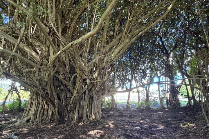 Big Island: Hawaii Volcanoes, Waterfalls and Hilo Adventure
