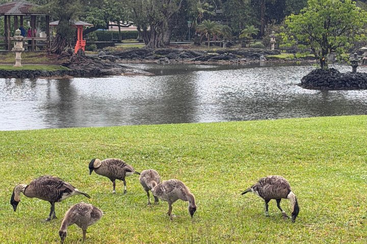 Big Island: Hawaii Volcanoes, Waterfalls and Hilo Adventure