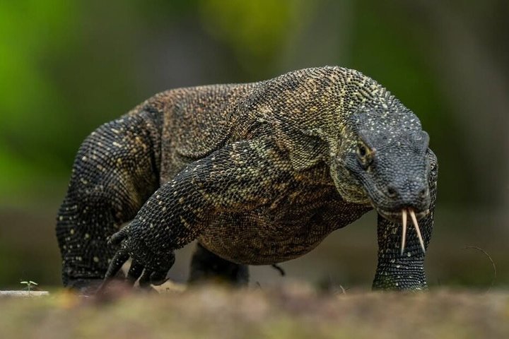Early Morning Private Speedboat Tour to Komodo National Park