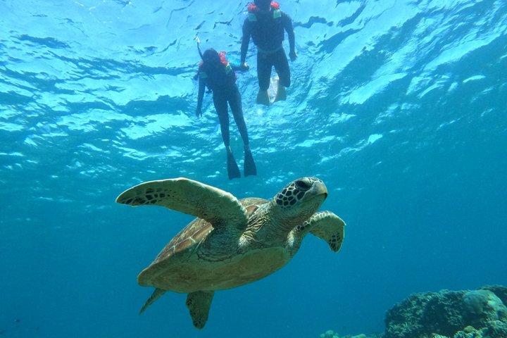 Private Gili Snorkelling Tour: Turtles & Reefs + GoPro + Drinks