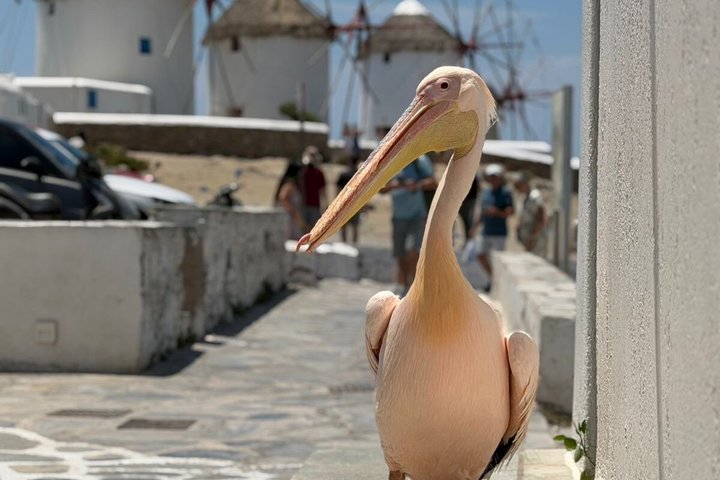 Mykonos Small Group Tour for Cruise Passengers — Port Pickup