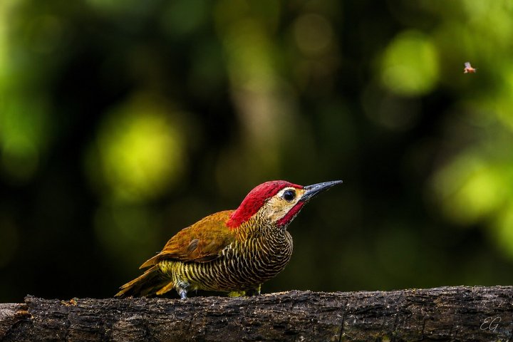 Mindo Cloud Forest Birdwatching & Photography - Private Day Tour