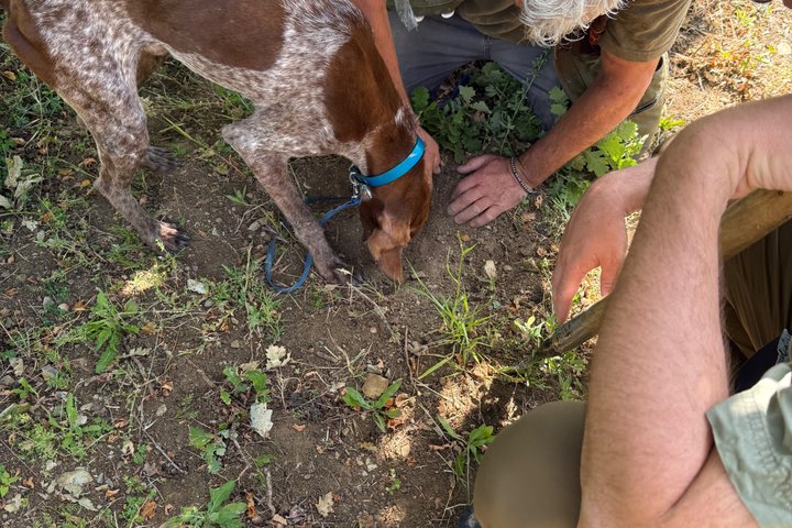 Truffle Hunting Adventure in Nature