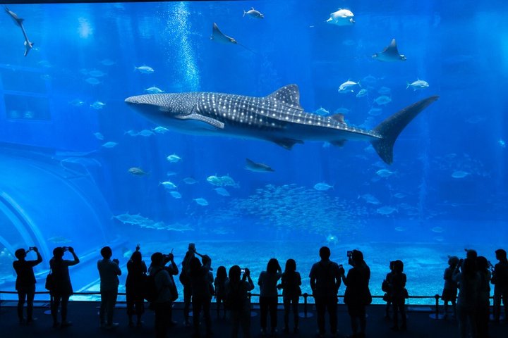 Northern Okinawa Scenic & Hidden Gems Tour 1–8 Guests(4-8H)