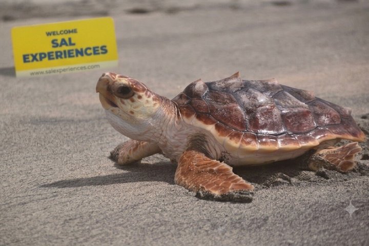 Sal Island Sea Turtle Watching Eco-Tour with Native Guide