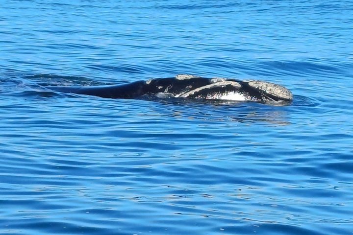 Cape Town Whale Watching Activity in Hermanus