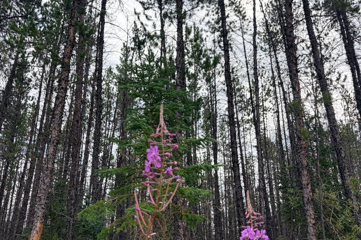 Bison and North Arm Scenic Highway Bus Tour