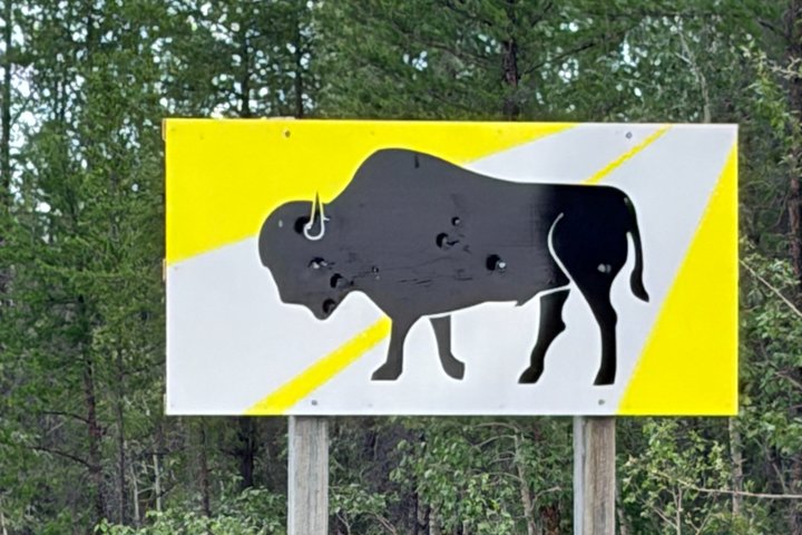 Bison and North Arm Scenic Highway Bus Tour