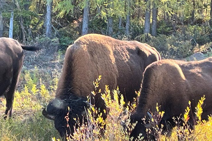 Bison and North Arm Scenic Highway Bus Tour