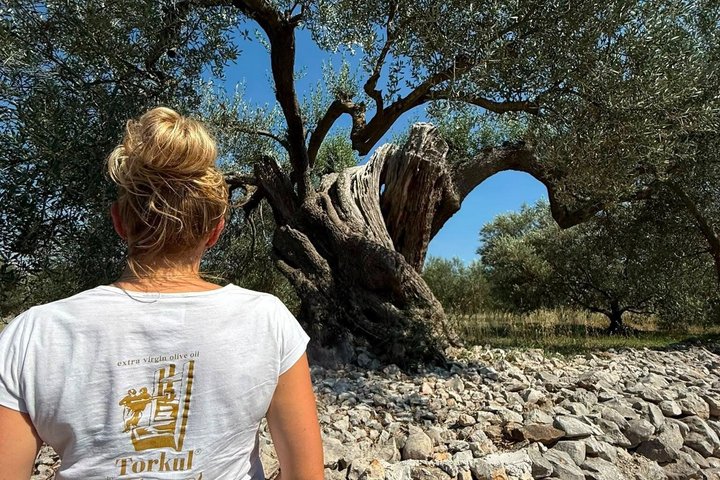 Premium Buggy and Torkul Olive Oil Safari Tour, Vela Luka