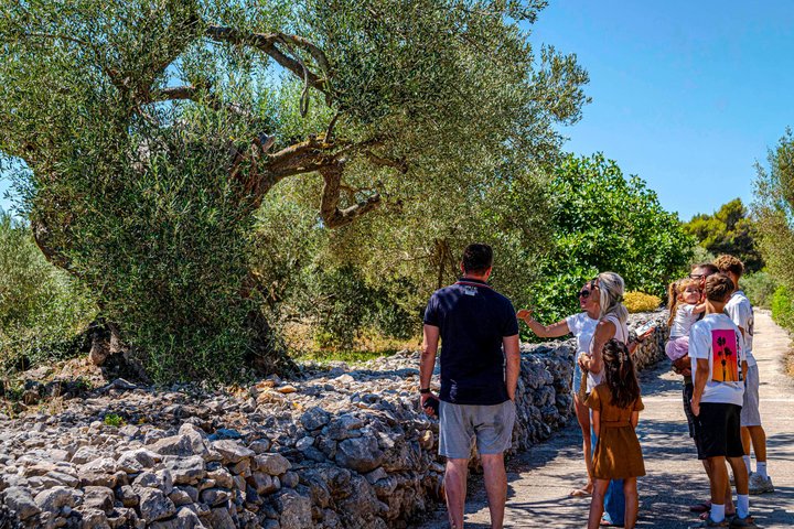 Premium Buggy and Torkul Olive Oil Safari Tour, Vela Luka