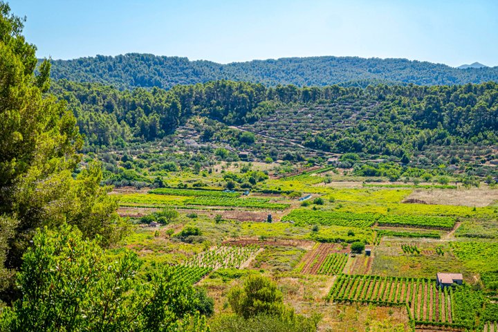 Premium Buggy and Torkul Olive Oil Safari Tour, Vela Luka