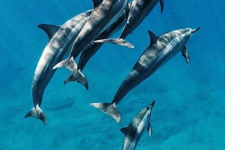 Swimming with DOLPHINS IN MNEMBA