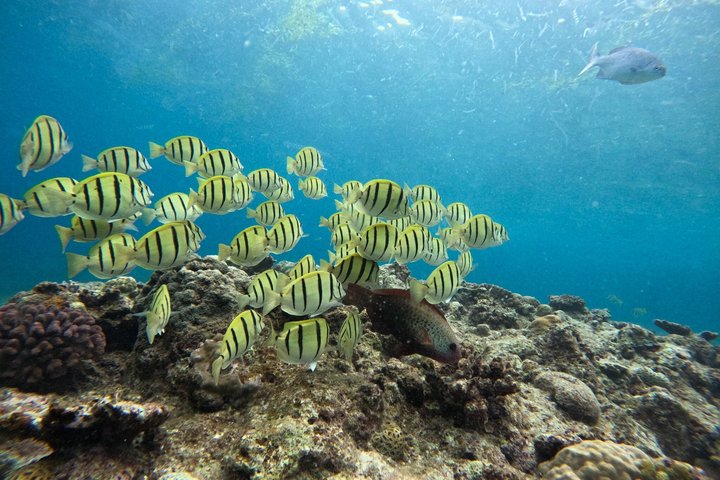 Blue Cave Okinawa Scuba Diving for Beginners