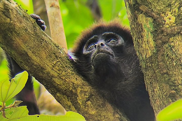 Drake Bay Twilight Wildlife Tour Evening Walk in the Rainforest