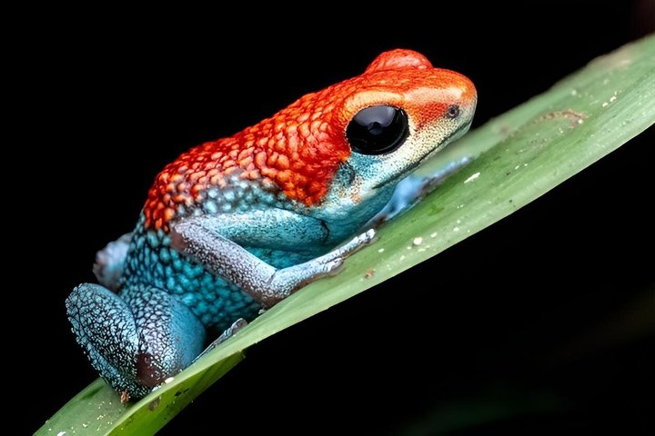 Drake Bay Twilight Wildlife Tour Evening Walk in the Rainforest