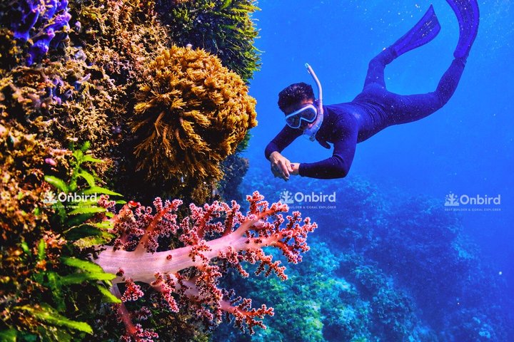 PRO-SNORKELING to Explore Hidden Coral Reefs (MAX 10 PAX)
