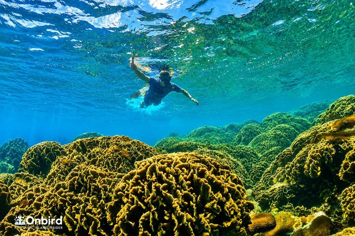 PRO-SNORKELING to Explore Hidden Coral Reefs (MAX 10 PAX)