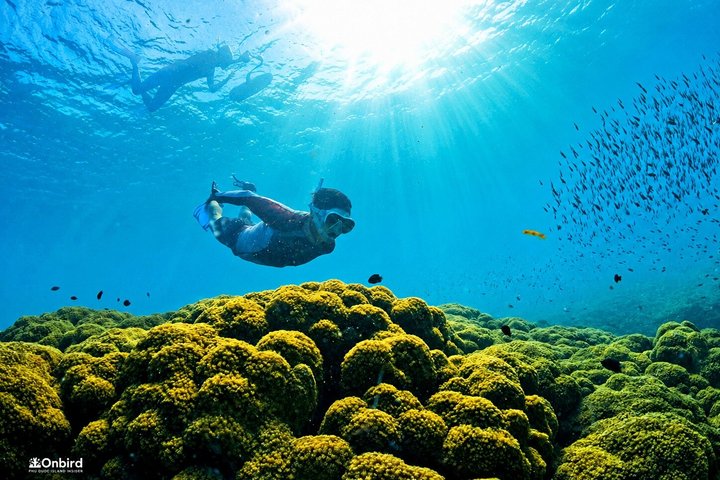 PRO-SNORKELING to Explore Hidden Coral Reefs (MAX 10 PAX)