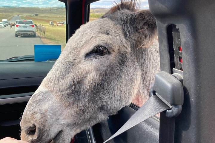 Private Ultimate Open-Top Bison Safari in Custer State Park
