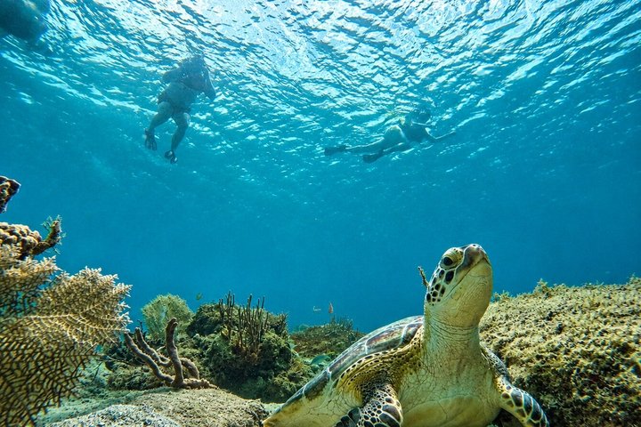 Vieques: Sea Turtle Snorkeling Small-Group, Photos & Snacks