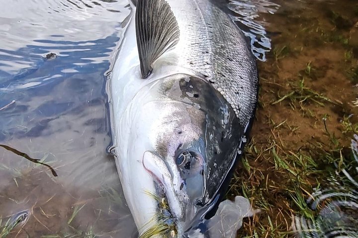 Salmon Fishing in Scotland